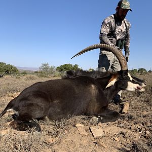 South Africa Hunt Sable Antelope