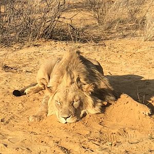 Hunt Lion in South Africa