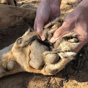Lioness Paw