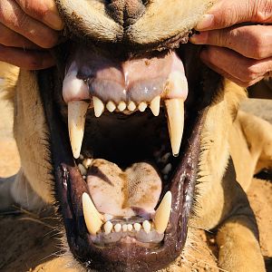 Lioness Teeth