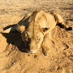 South Africa Hunt Lioness