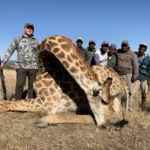 Giraffe Hunt South Africa