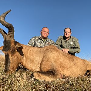 Red Hartebeest Hunting South Africa