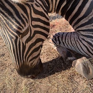 Burchell's Plain Zebra in South Africa