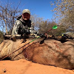 Warthog “Phacochoerus Africanus” Bowhunting South Africa