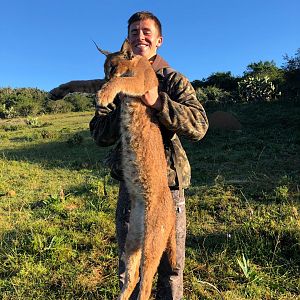 Caracal Hunt South Africa