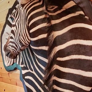 Hartmann's Mountain Zebra Damaske Taxidermy