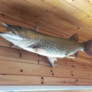 Muskellunge Full Mount Tacidermy