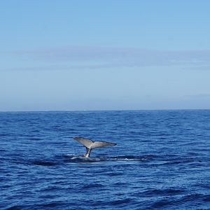 Whale watching at Hermanus South Africa