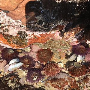Mossel Bay Tidal pools in South Africa