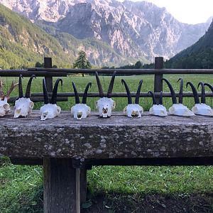 Chamois Hunting Slovenia