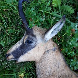 Germany Hunt Chamois