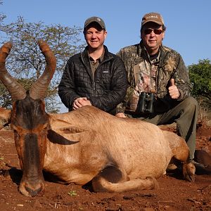 Hunt Red Hartebeest in South Africa