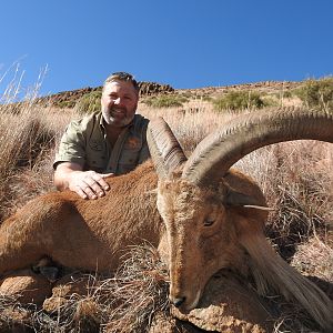 South Africa Hunt Aoudad