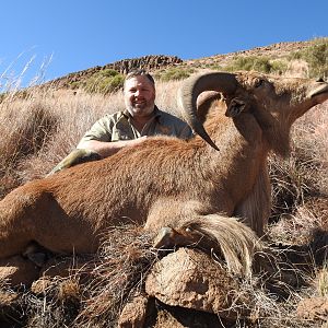 Hunting Aoudad South Africa