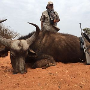 Cape Buffalo Cow Hunting South Africa