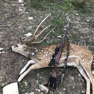 Axis Deer Hunting Texas USA