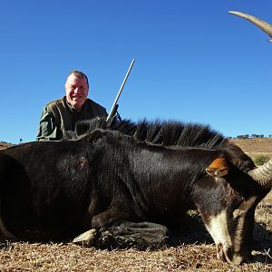 South Africa Hunting Sable Antelope