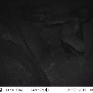 Trail Cam Pictures of African Honey Badger in South Africa