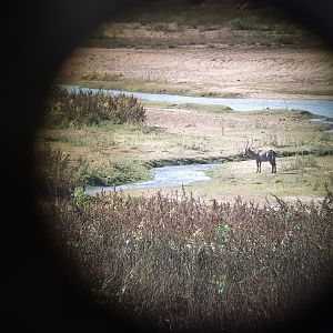 View of Waterbuck through scope