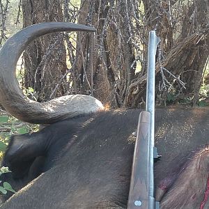 South Africa Hunting Cape Buffalo