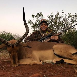 Impala Hunt South Africa