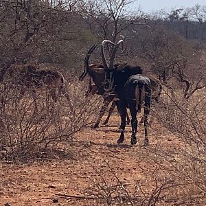 Sable Antelope South Africa