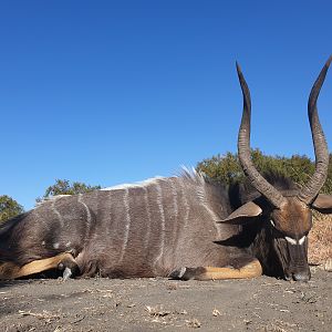 Hunt Nyala in South Africa