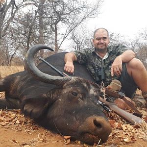 South Africa Hunt Cape Buffalo Cow