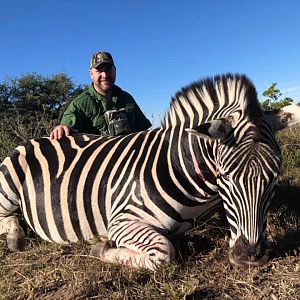 Burchell's Plain Zebra Hunt South Africa