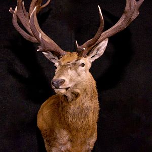 Red Stag Wall Pedestal Mount Taxidermy
