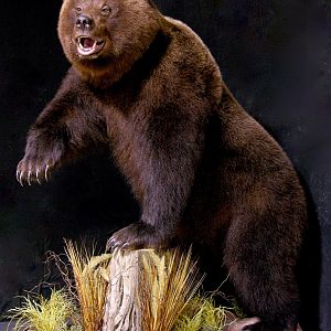 Brown Bear Full Mount Taxidermy