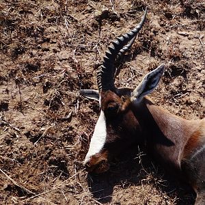 South Africa Hunt Bontebok