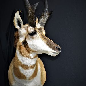 Texas Panhandle Pronghorn Shoulder Mount Taxidermy