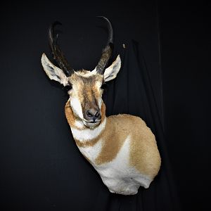 Texas Panhandle Pronghorn Shoulder Mount Taxidermy