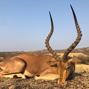 Impala Hunt South Africa