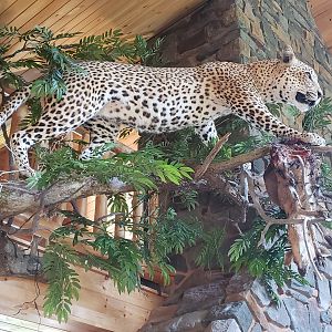 Leopard Full Mount Taxidermy