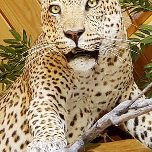 Leopard Full Mount Taxidermy Close Up