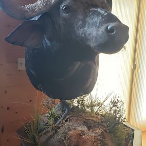 Cape Buffalo Double Pedestal Mount Taxidermy