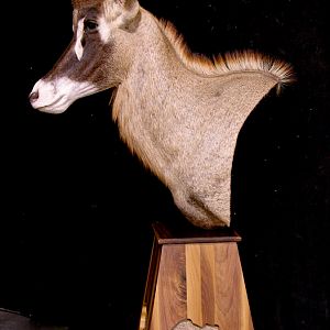 Roan Pedestal Mount Taxidermy