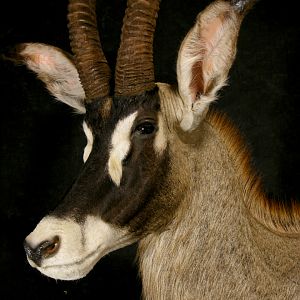 Roan Pedestal Mount Taxidermy