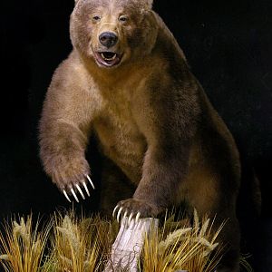 10' Brown Bear Full Mount Taxidermy