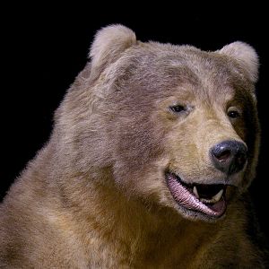 10' Brown Bear Full Mount Taxidermy
