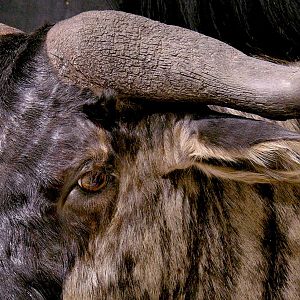 Blue Wildebeest Wall Pedestal Taxidermy