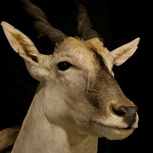 Eland Pedestal Mount Taxidermy