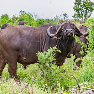 Herd Buffalo Bull