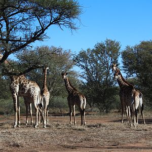 Giraffe in South Africa