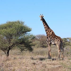 Giraffe in South Africa