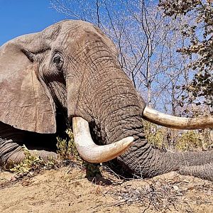 Elephant Hunt Namibia