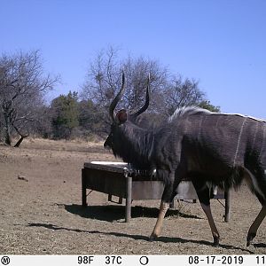 Trail Cam Pictures of Nyala in South Africa